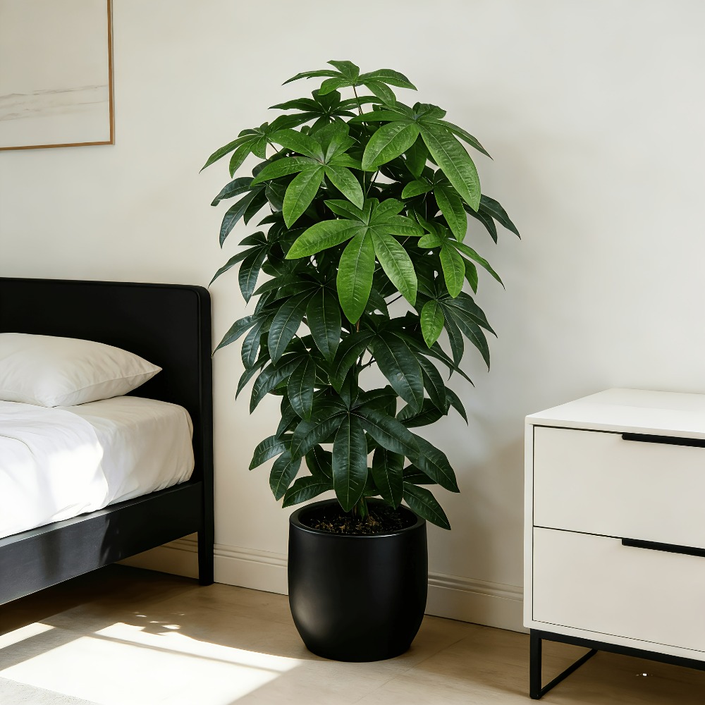 Ficus Lyrata Tree - Искусственное денежное дерево Пачира Акватика с