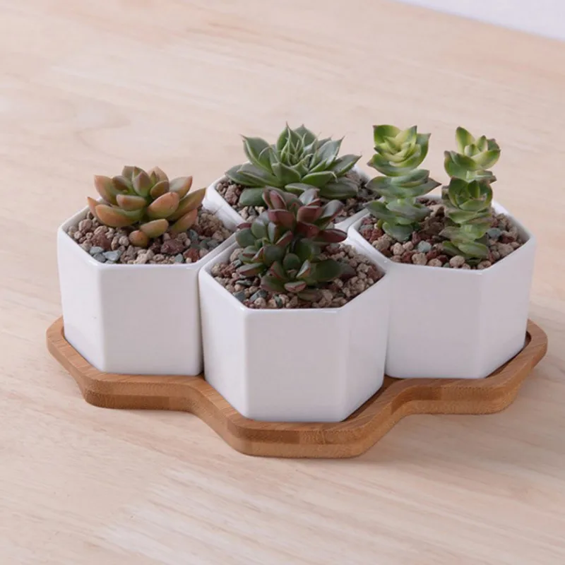 Набор из 4/7/9/10 шестигранных – обзор и цена Echeveria Succulent