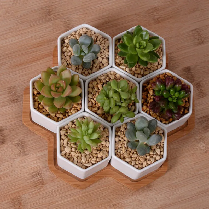 Набор из 4/7/9/10 шестигранных – обзор и цена Echeveria Succulent