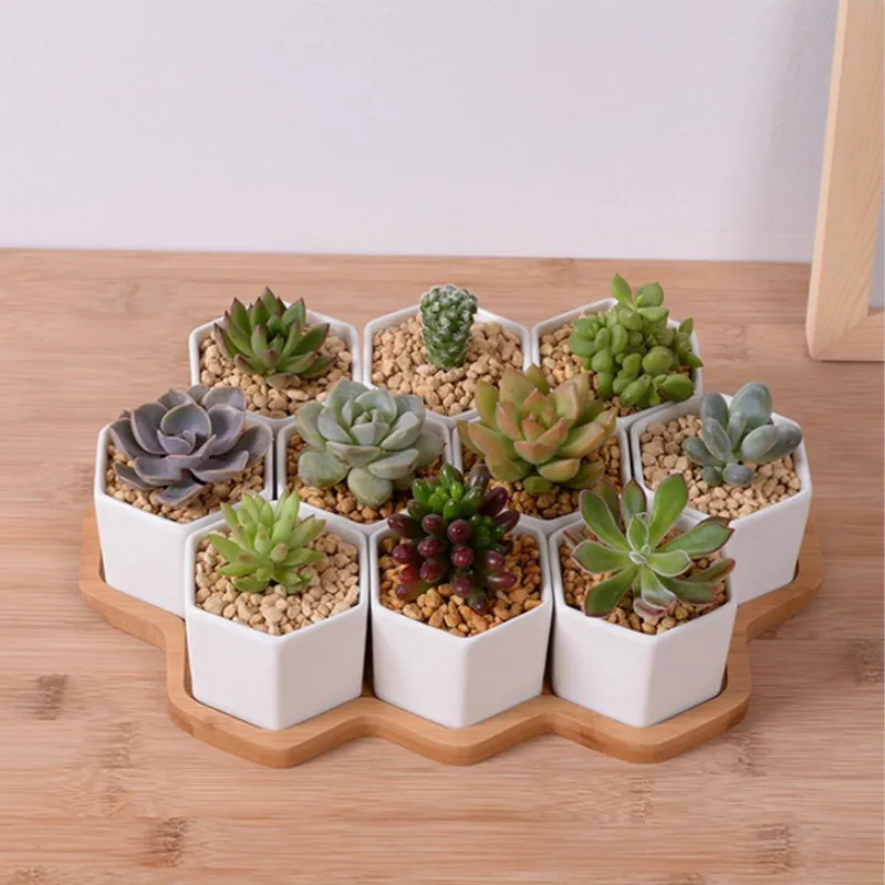 Набор из 4/7/9/10 шестигранных – обзор и цена Echeveria Succulent